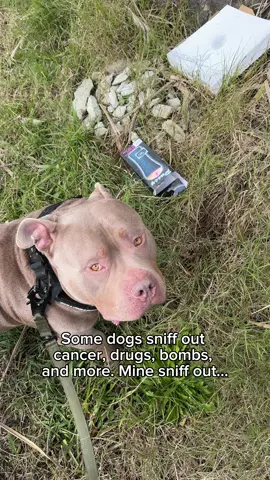 You can’t beat a pizza…or maybe you can #dog #dogs #puppy #funnydog #funny #fyp #americanbully #dogsoftiktok #funnyvideos 