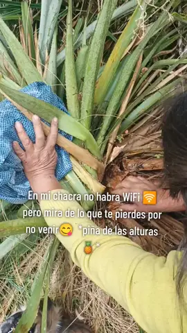 #piñadelasalturas #🍍🍍🍍  #fueradelaciudad #shiwapampapa🏞️🏔️ #pachitea_huanuco_perú🇵🇪🏞️ 