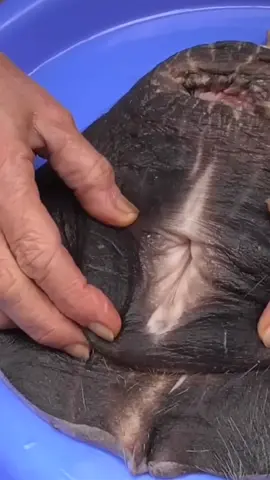 Esta é mais uma bela receita de comida simples, gostosa e barata. #culinaria #receitas #comidajaponesa #comida 