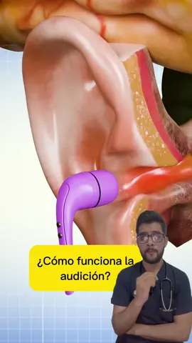 ¿Cómo funciona la audición? 🤨 #curiosidades #salud #SabiasQue #medicina 