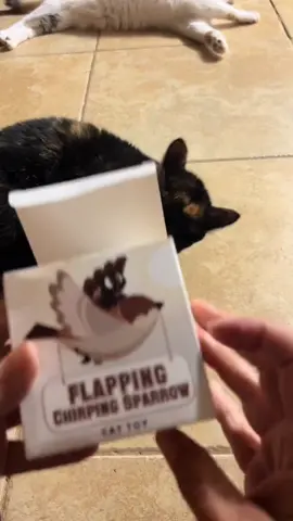 Fun cat toy!  Mine love it!  Its great that you can turn it on and off. #cattoy #cat #TikTokShop #cat #fun #funnyclips #box #bird 