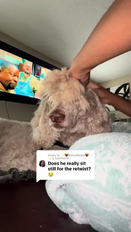 Replying to @✨🤎NasiaWasia🤎✨ yes he does! Hes usually sleeping or staring at me lol #dogwithlocs #standardpoodlesoftiktok #nonchalantdreaddog #sosathepoodle #sosathedog #cordedpoodle 