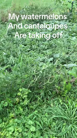 #cantaloupe #watermelon #melon #garden #gardenproject #fruit #fruits #vine #lovefood #f #viral #foryoupage 