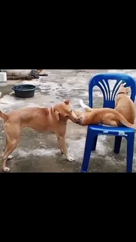 yo pensé  #gatos #michis #humor #comedia #doblajesgraciosos #vozenoff #videosvirales #perros 