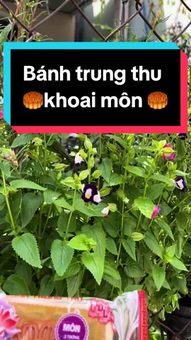 Bánh trung thu Tân Dân Lợi ( nhân khoai môn 200gr 2 trứng muối )#banhtrungthutandanloi #LearnOnTikTok #xuhuong #ancungtiktok #reviewfood 