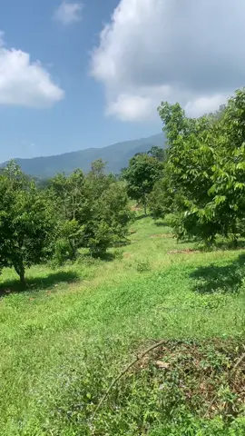 #kebundurian #durianlover #duriantraveler #duriandurihitam #durianmusangking #alamfarmdurian 