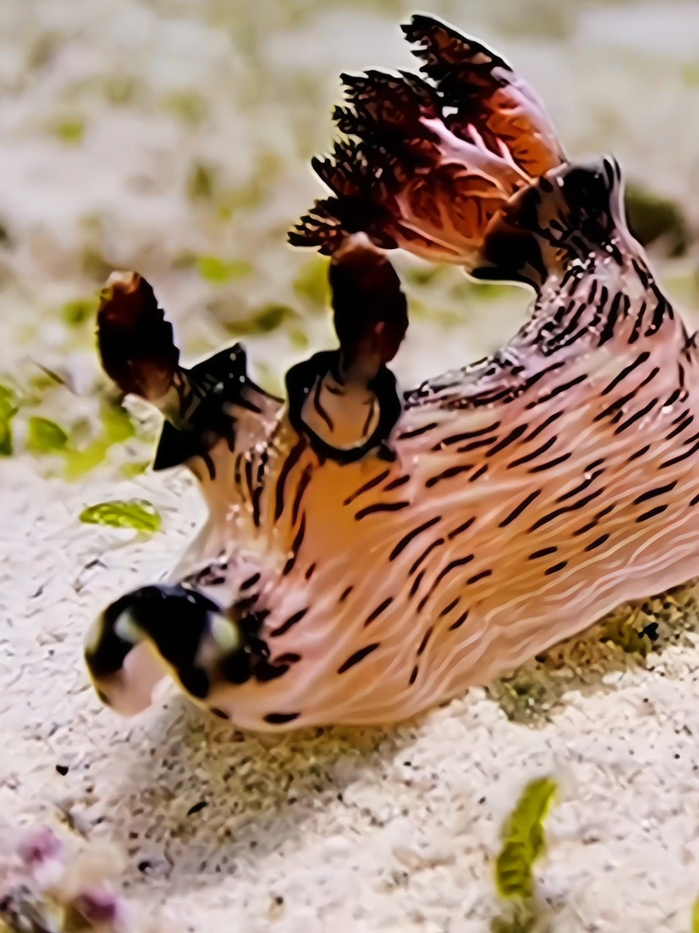 #exotic #fish #ocean #relax #sea 