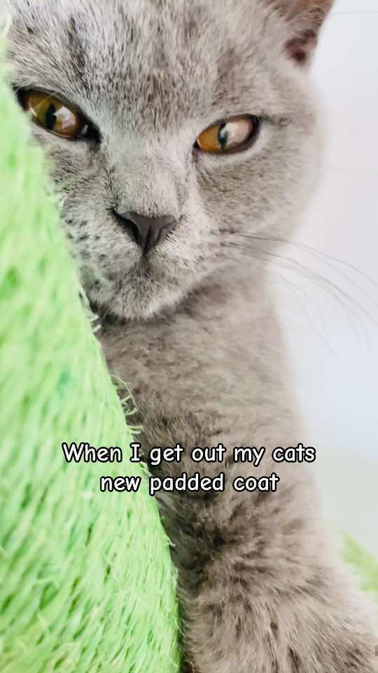 Nooooo 🙈 #britishshorthair #catsoftiktok #mittensthebluecat #funny 
