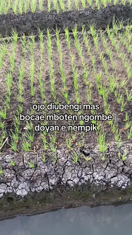 sehat selalu bolo 🫵🏻