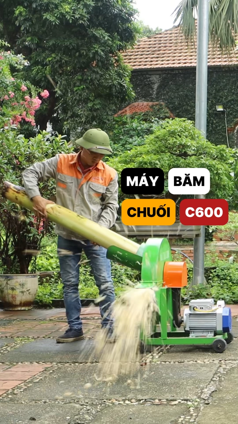 Băm Chuối Nguyên Cây Với Máy Thái Chuối C600  #maynongnghiep #trangtrai #channuoi #binhquangroup 