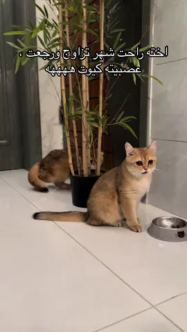 العصبي الكيوت😾💕