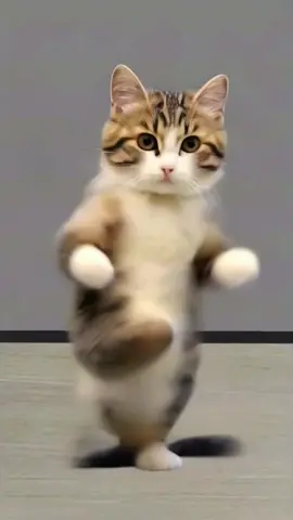 #cute #meow #cat #dance #viral #foryoupage #petdance 