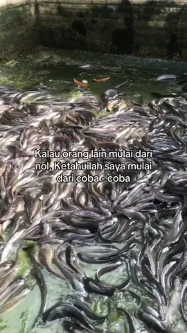 Memulai lah, jangan tunggu sempurna, mencoba lah secepatnya 🔥💀 #anakmuda #pengusahamuda #petanimuda #peternakmuda #petanilele #pengusaha #peternaklele #bisnis #ikanlele #katakata #storywa #storytime #tiktok #fyp 