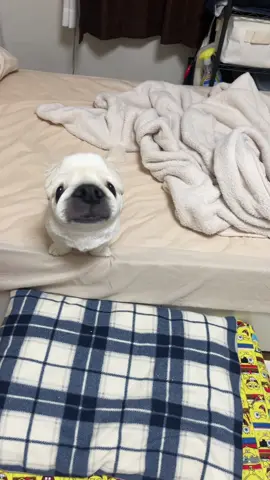 #クリクリ目 未確認生物確認済み