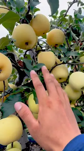 Ternyata pohon buah apel bisa berbuah lebat bila ditanam di dalam pot #fyp #trending #viral #reels #shorts #vod #fbpro #facebookpro #pemula #pertanian #agriculture #farming #perkebunan #kebun #gardening #garden #harvesting #apel #buahapel #apple #fruit #buahbuahan 