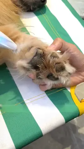 #goldenretrieverlife #dogsoftiktok #pets #dog 