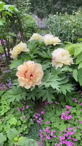 #flowers #fscenery #garden 💗💗💞💞💚🧡💙💐💐🌸🌸