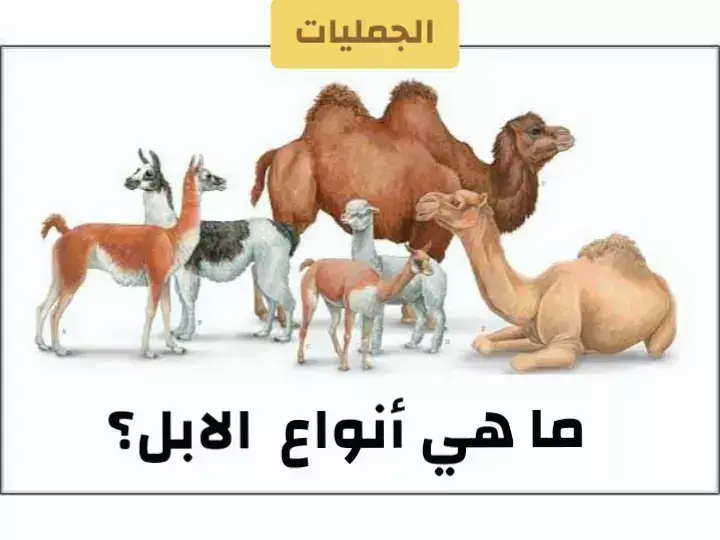 #حيوانات #animals #infoburst #fyp #algeria #اكسبلور 