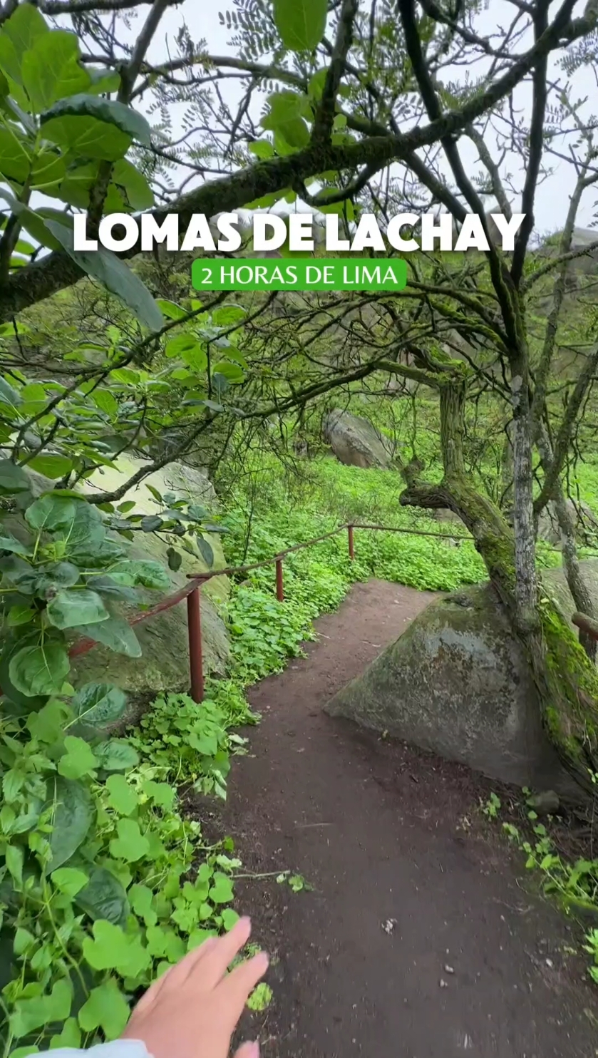 Lomas de Lachay 2024 aquí te mostramos como llegar y cuáles son los precios este 2024 #lomasdelachay #2024 #lomas #lachay #lima #cercadelima #huacho #peru #comollegar #cuantocuesta #pasoapaso #dondeir #tour #rutachevere #terminalbuses #plazanorte #presupuesto 