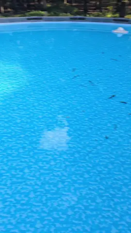 aiper pool vacuum giveaway. #aiperpoolvacuum #aiper #poolvacuum #poolcleaner #poolmaintenance #pool #poolcleaning 