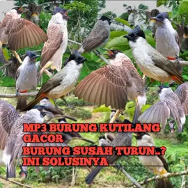 MP3 pikat burung kutilang pancingan kutilang bahan supaya mau berbunyi..dan cocok untuk di bawa minat😉 #mikatburung  #burung #burungkutilang  #burunggacor #kicaumania  #pulutburung #hobiburung  #mikatpakepulut  #muraibatuindonesia  #kacermaniaindonesia  #burungsultan #sultan #fyp  #burungtermahal 