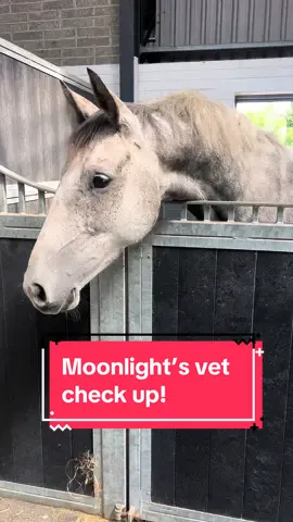 Maybe our luck is turning around..? 🙏🏻 #equestrian #horsetok #equine #horsegirl #horsesoftiktok #equestrianvibes #equestrianlife #horseriding #horsetiktok #fyp 