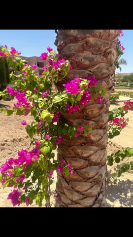 #vacation #egypt #hughada #redsea 