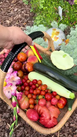 🍑 🍑🍑 🥹🥹🥹🥹🥹🥹 #cosecha #huerto #huerta #durazno #melocoton #peach #harvest #abundance #abundancia #tomate #jitomate #FYP #paratii #paratiiiiiiiiiiiiiiiiiiiiiiiiiiiiiii #foryoupage #foryou #variedades #vegetable #vegetales #frutas #garden #gardening #foryoupage❤️❤️ #huertoencasa 