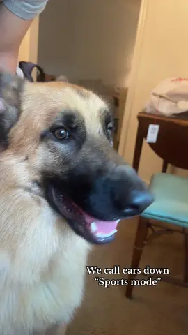 Guarding the window in sports mode #gsd #germanshepherd #2024election 