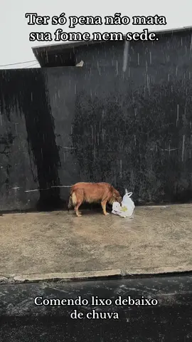 #animais #abandono #animaisderuastemcoração #animaisderuas #abandonodeanimais #castracaoja #animaismerecemrespeito #cachorroderua #cachorrosdotiktok #cachorrotriste #sos #luisamell #salvemosanimais #fome #fomedoinaalma #fome 
