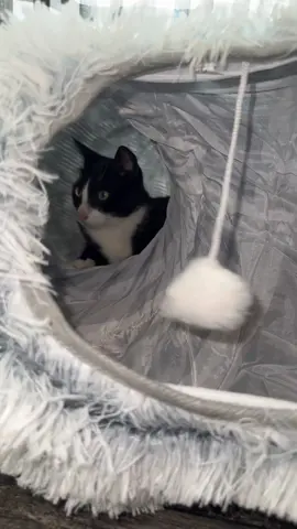 There has been a cat in this tunnel non-stop since we got this 🤣#cat #cats #catsoftiktok #cattok #catmom #catlover #catlover #tuxedocat 