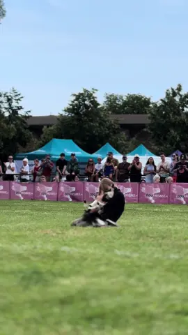 Nasz debiut w freestyle lvl 2 w updogu, jesteśmy 16/45 wśród bardzo mocnych teamów bardzo dziękuję wszystkim za wsparcie na zawodach to nasz 2 sezon startowy, jestem bardzo dumna z Zadry🥹🫶 #bordercollie 