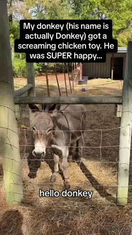 Take a wild guess as to who Donkey was named after 🤣🫏 #RoadTo15Million #Pubity  (Debbie Schluterman via ViralHog)