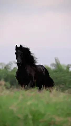 Mell 🖤🫠❤️‍🔥 Frisón 🌟 _ - #frison #caballosoficial #frisones #viraltiktok #caballostiktok #perlanegra #paratii #horsesontiktok #horses #viralvideo #ilovehorses #caballosfrisones #Love #flypシ💯🔥🤒 
