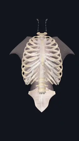 Ini adalah Tulang Rusuk manusia. Coba kamu pegang rusukmu lalu tarik nafas dalam, kami akan merasakan gerakannya padahal tulang lain tidak bergerak. Tulang rusuk totalnya 24 tulang. Meskipun keras, tulang rusuk cukup fleksibel untuk memungkinkan pergerakan pernapasan. Mereka tidak mudah patah. Secara fisiologi, mereka berperan dalam melindungi organ vital dan membantu pernapasan, dengan otot-otot antar rusuk dan diafragma yang bekerja sama meningkatkan volume rongga dada saat menghirup udara. Istri sering dianalogikan sebagai tulang rusuk, itu ada 2 makna simbolis: Kedekatan dan Kesatuan: Tulang rusuk dekat dengan hati dan jantung, melindungi keduanya, mencerminkan bahwa istri adalah bagian dekat dari suami, yang berbagi kehidupan dan pendukung emosional dan moral. Pembagian Peran : Meskipun tulang rusuk tampak rapuh, mereka krusial dalam melindungi organ-organ vital. Ini menandakan bahwa meskipun istri mungkin tampak lembut, dia memiliki perekat dan perawat rumah tangga. Tapi perhatikan deh tulang rusuk ke 11 dan 12. Mereka melayang, karena memutuskan untuk hidup masing-masing, gak mau ketemu di tengah. Ba Dum Tss! 😎 #giaceritaanatomi  #tentangtubuh  #tulangrusuk  PR : Tulang rusuk melindungi rongga dada dan rongga perut bagian atas, apa nama otot pemisah antara rongga dada dan rongga perut?