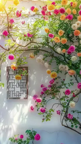 #صباح_الخير #صباحيات_جميلة #ستوريات #حالات_واتس #فيديوهات #تصاميم #capcut #صباحكم_أحلى_صباح 