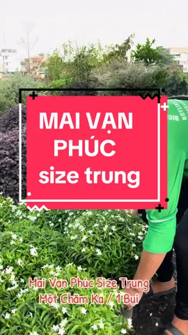 Mai Vạn Phúc #maivanphuc #mai_vạn_phúc #caymaivanphuc #mai_tiểu_thơ #caycohoa #cayxanhphonghong 