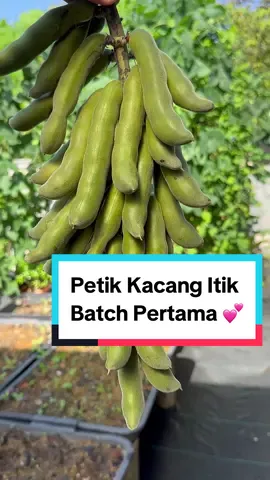Petik kacang itik selepas 5 bulan tanam 🥰 #kacangitik #kacangitikrebus #pokokkacangitik #kebunayu #kebunmini #kebunminirumahku #kebun 