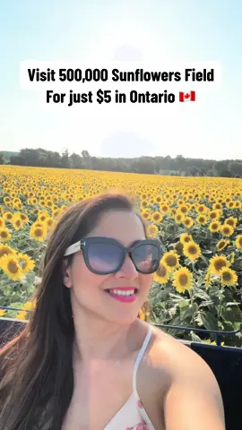 Maybe the Largest Sunflower Field in Ontario 🇨🇦 Sunnydale Farm in Picton  #sunflower #sunflowers #sunflowerseason #sunflowerfield #picton #farm #farmlife #exploreafarm #exploreontario #ontario #supportlocal #localbusiness #familyowned #supportlocal 