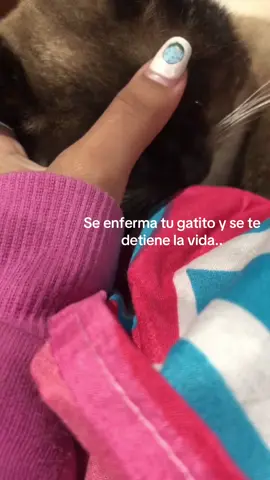 #sad #gatitos #mimejoramigo 😣