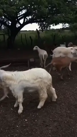 Beli sekarang ga 🫵🏻😡#promo #promoagustus  #marketingcore #transisimarketing #meme #lucu 