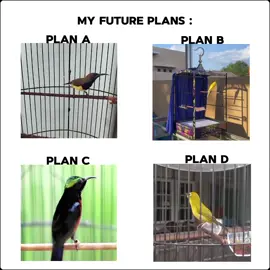 Plan mu Part 2 🔥#sogon #kenari #konin #plecimaniaindonesia #sogonmaniaindonesia #kenarimaniaindonesia #koninmaniaindonesia #sogonmania #kenariindonesia #pcmiindonesia #plecimania_indonesia #burungpleci #abcd #CapCut #viral #trendtiktok #fyppppppppppppppppppppppp #fypシ #fyp #hobiburung #kicaumaniaindonesia #kicaumanianusantara 