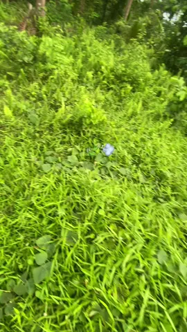 🍃💨  #peace #nature #guddshit 