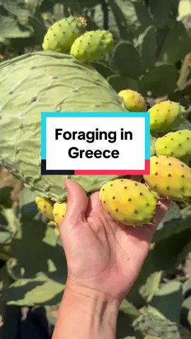 If I was let loose with a kitchen and all my equipment ohhh the things I would make!  #greece #foraging #foragedfood #lemontree #cactus 