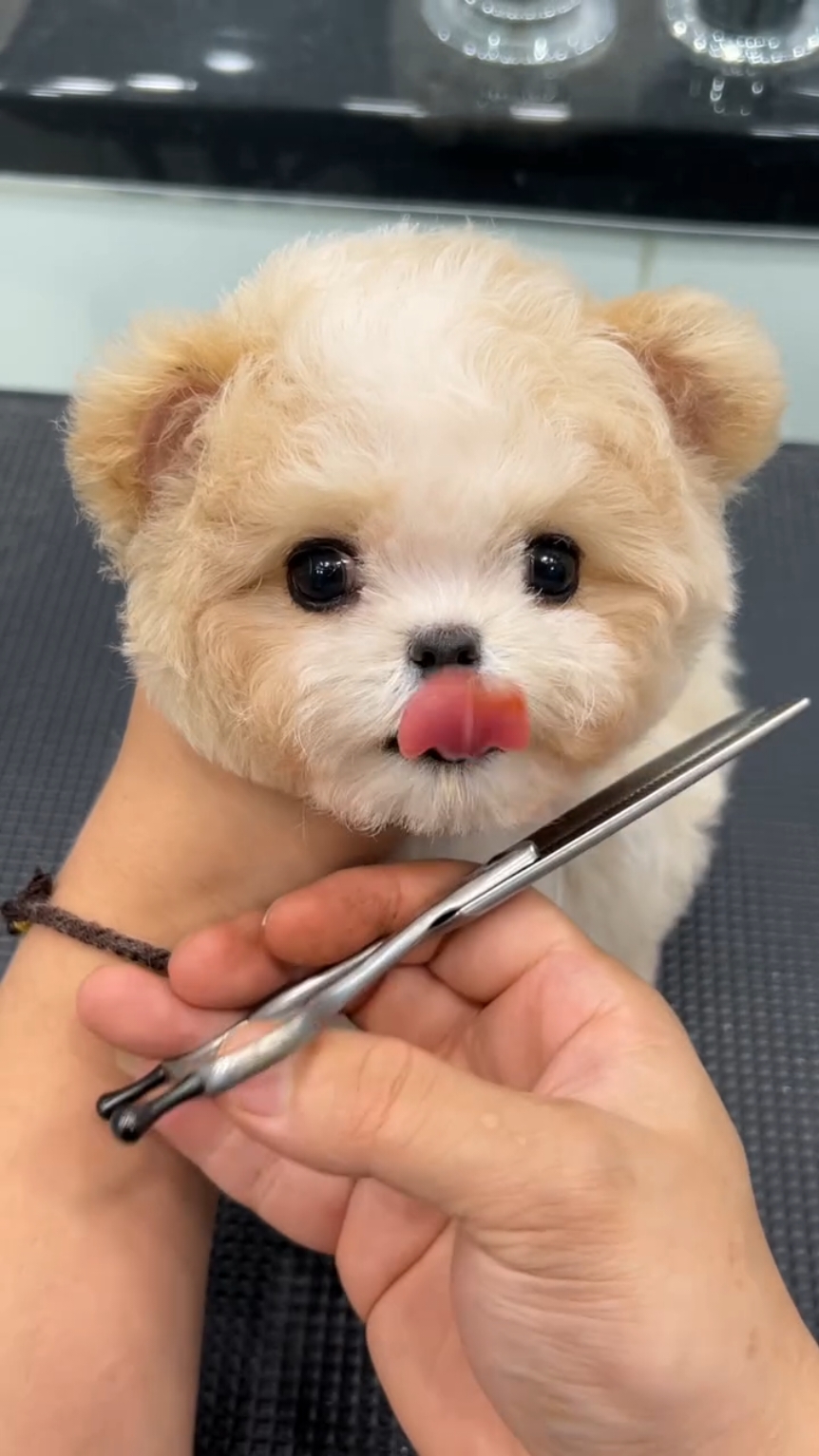 Cute puppy dog #cutepet #puppylovers #puppydog #doggy #usa_tiktok #viralvideo #fyp #foryoupageoffical 