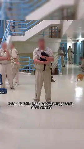 They saved the cats,and the cats were slowly saving them.#tiktok #fyp #foryou #animals #cat 