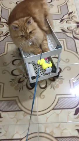 ppp info adu geber donggg😎🐱 #kucinglucu #kucing #kucingoren #fyp #fypシ゚viral 