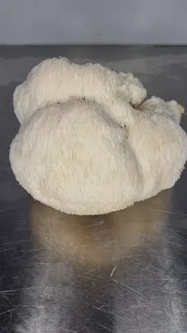 My Journey to Growing Over 10,000 lbs of Mushrooms in Australia at Xotic Mushrooms 🍄🌿 I'm excited to share our incredible journey of growing over 10,000kgs of mushrooms in Australia at Xotic Mushrooms. Our adventure has been filled with challenges, learning experiences, and a lot of growth (both literal and metaphorical). 🌱 The Beginning of Xotic Mushrooms My journey began a few years ago when we, a group of passionate mushroom enthusiasts, decided to embark on an ambitious project: to cultivate a diverse range of gourmet and medicinal mushrooms in Australia. Our goal was to provide high-quality, sustainably grown mushrooms that could offer both culinary delights and health benefits to our community. Setting Up the Farm One of the first steps in our journey was finding the perfect location. We chose a piece of land in the picturesque countryside of Australia, where the climate and environment were conducive to mushroom cultivation. We constructed climate-controlled grow rooms to create the ideal conditions for various mushroom species. Our team put in countless hours designing and building the infrastructure, ensuring everything was perfect for our precious fungi. We installed state-of-the-art equipment to maintain optimal temperature, humidity, and ventilation, crucial for mushroom growth. Choosing Our Mushroom Varieties At Xotic Mushrooms, we wanted to offer a diverse range of mushrooms, each with its unique flavor, texture, and health benefits. We decided to grow several varieties, including: - Lion's Mane (Hericium erinaceus): Known for its brain-boosting properties and unique, seafood-like flavor. - Oyster Mushrooms (Pleurotus ostreatus): A versatile mushroom with a mild taste, perfect for various dishes. - Reishi (Ganoderma lucidum): Revered in traditional medicine for its immune-boosting and stress-reducing properties. - Shiitake (Lentinula edodes): Popular in Asian cuisine, known for its rich, umami flavor and health benefits. - Cordyceps (Cordyceps militaris): A medicinal mushroom prized for its energy-boosting and endurance-enhancing properties. The Cultivation Process Cultivating mushrooms is both an art and a science. Here's an overview of our cultivation process: 1. Spawning and Inoculation: We start with high-quality spawn, which is the mushroom equivalent of seeds. The spawn is inoculated into a substrate, typically a mix of sawdust, straw, and other organic materials, depending on the mushroom species. 2. Incubation: The inoculated substrate is placed in incubation rooms where the temperature and humidity are carefully controlled. During this phase, the mycelium (the vegetative part of the fungus) colonizes the substrate, preparing it for fruiting. 3. Fruiting: Once the substrate is fully colonized, it's moved to the fruiting rooms. Here, we adjust the conditions to encourage the mycelium to produce mushrooms. This involves fine-tuning the light, humidity, temperature, and fresh air exchange. 4. Harvesting: As soon as the mushrooms reach their optimal size, they are carefully harvested by hand. Timing is critical, as harvesting too early or too late can affect the mushroom's quality and yield. 5. Post-Harvest Processing: After harvesting, the mushrooms are cleaned, sorted, and packaged. For some varieties, like Reishi, we also dry and grind them into powder for supplements. Challenges and Triumphs Growing mushrooms on such a large scale hasn't been without its challenges. We've faced issues like contamination, climate control failures, and pests. Each challenge has taught us valuable lessons, making us more resilient and knowledgeable. One of our significant triumphs was developing a proprietary blend of substrates that optimized yield and quality for each mushroom variety. This innovation has been a game-changer, allowing us to produce consistently high-quality mushrooms. #LionsMane #XoticMushrooms #BioHacking #FarmLife #MushroomFarm 