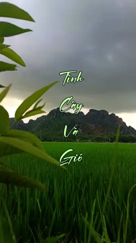Tình Cây Và Gió  #nhactrutinh #nhacbolero #nhachay #nhacxuhuong #nhachaymoingay #ngochuy1402 #ngoc_huy  #CapCut 