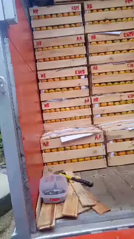 Nah pindah jalur Timur lagi. siape kemaren sibuk minta muatan. hayo rapatkan barisan kintamani jkt. kintamani lampung #jerukmanis #muarakuangoganilir #jeruk #pontianak #century #jakrta #lampungbarat #cdd 